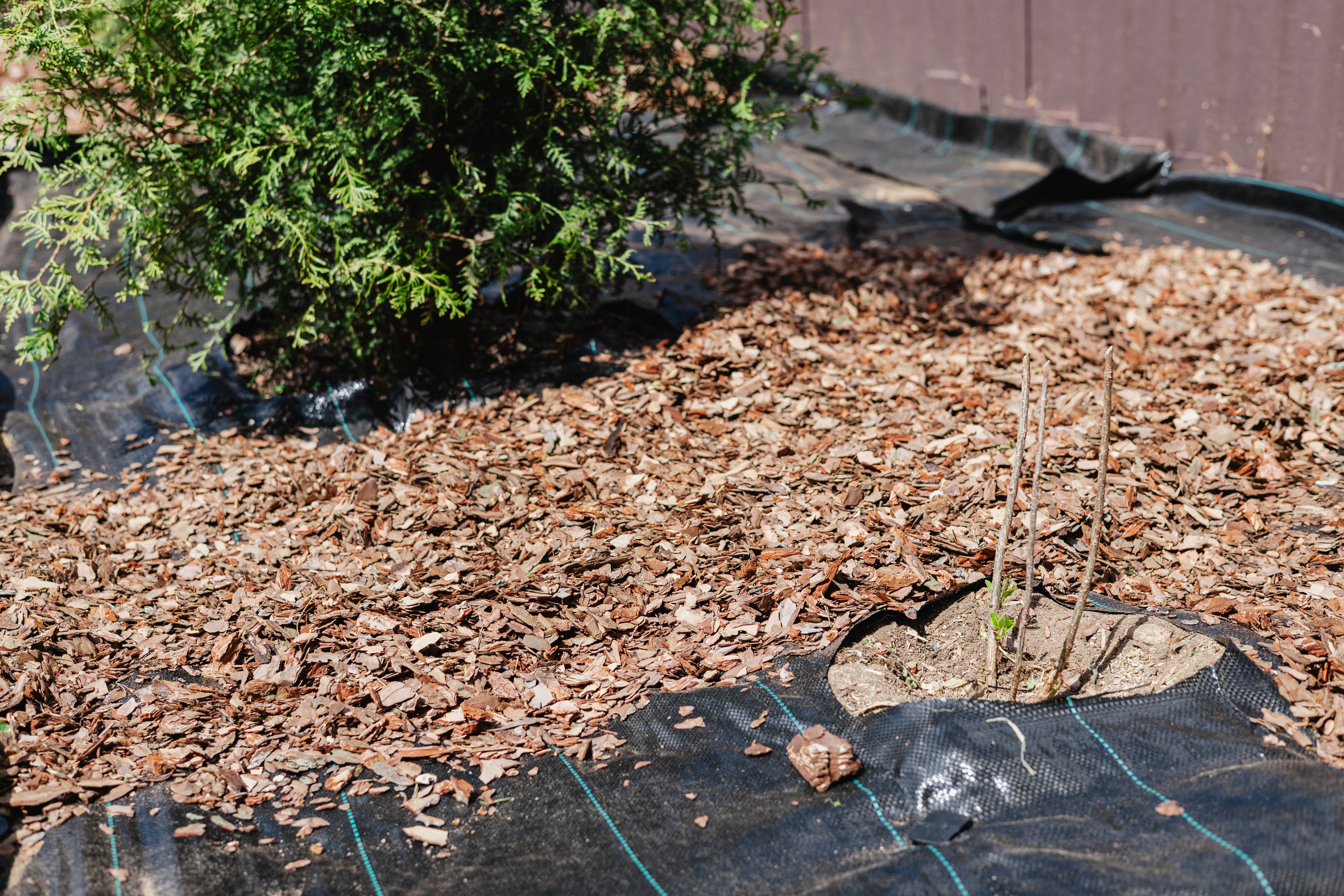 garden bed with mulch 